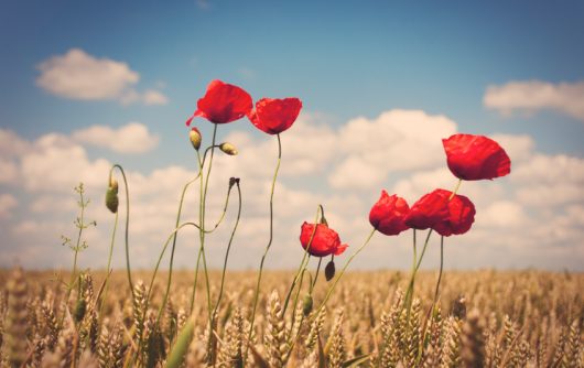 Poppy flowers in field