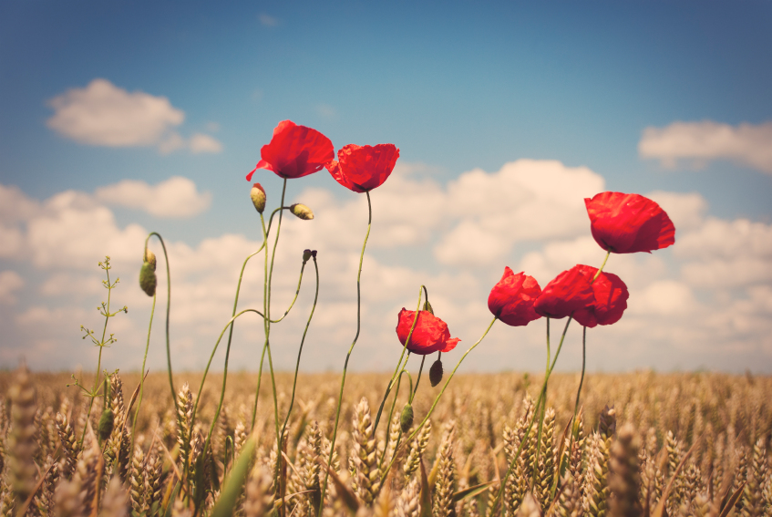 Poppy flowers in field